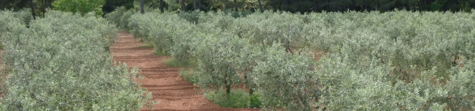 oliveraie bandeau