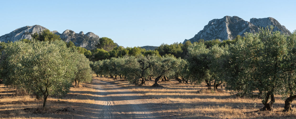 pano-1.jpg