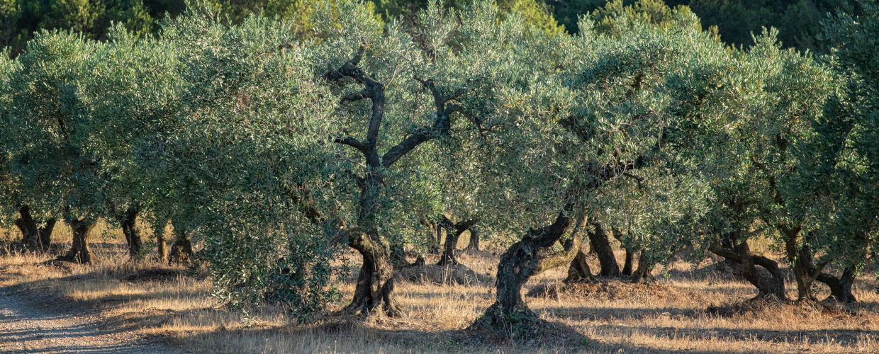 pano-2.jpg
