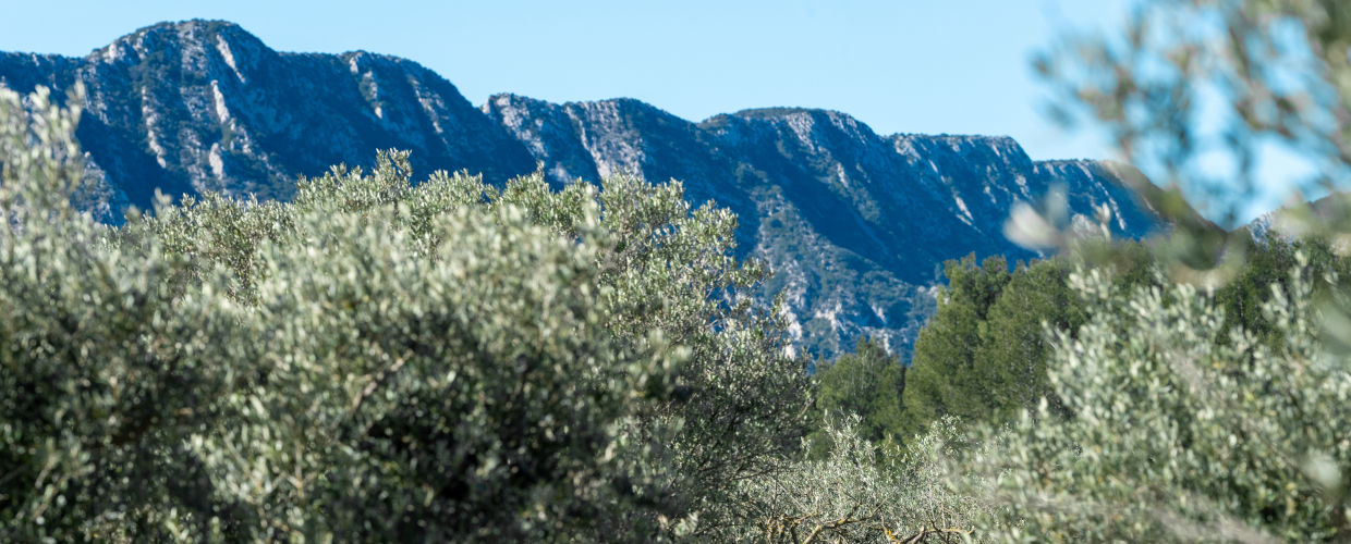 pano-3.jpg